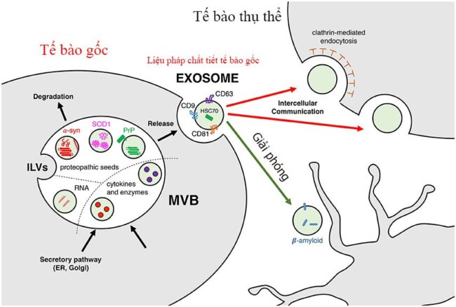Liệu pháp Exosomes là gì?