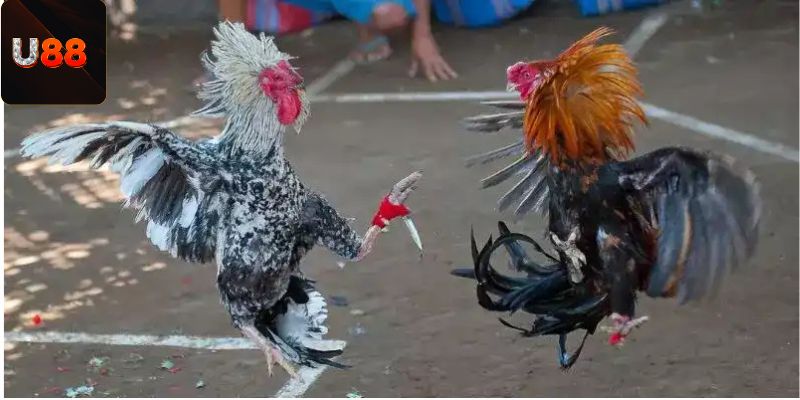 da-ga-cua-dao-tam-quan-trong